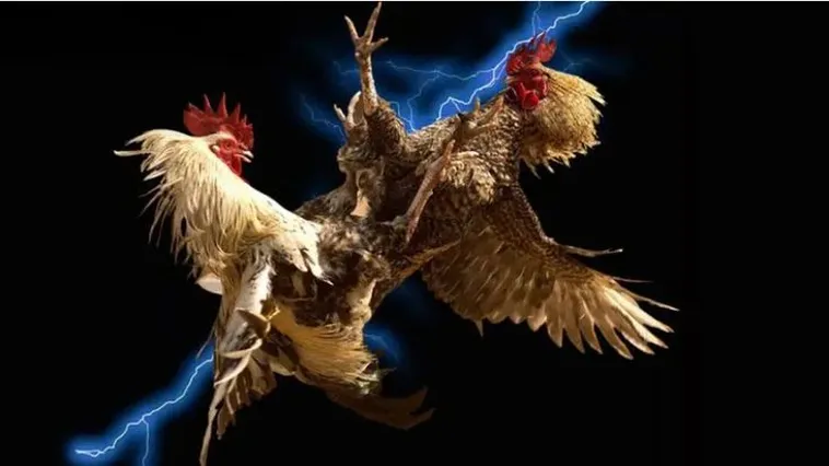 Đá Gà Xin88 Trực Tiếp Sàn Đấu Thomo Cực Nét