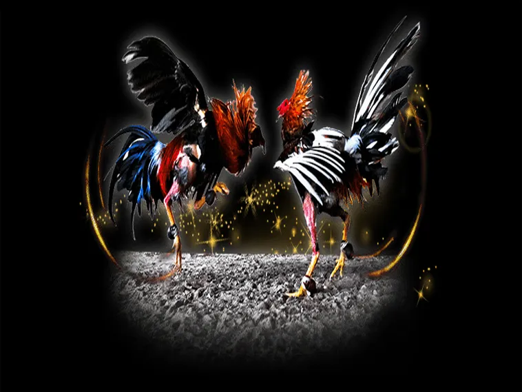 Bật Mí Cách Chơi Đá Gà Sabong Tại Xin88 Thắng Lớn Mỗi Ngày 2 Bật Mí Cách Chơi Đá Gà Sabong Tại Xin88 Thắng Lớn Mỗi Ngày